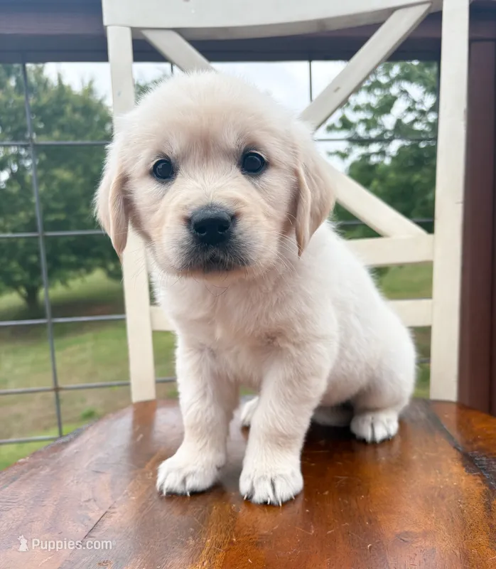 “Light Blue”- Cookie’s girl – Golden Retriever, English Cream Golden Retriever puppy for sale in Lavonia, GA