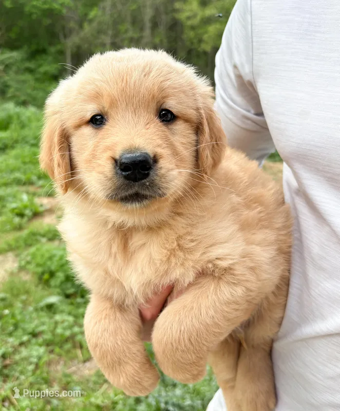 “Blue”- Sami’s boy – Golden Retriever puppy for sale in Lavonia, GA