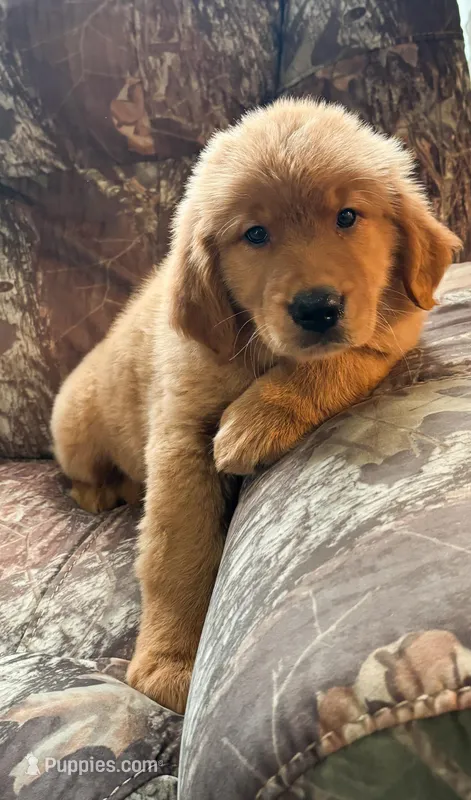 “Blue”- Sami’s boy – Golden Retriever puppy for sale in Lavonia, GA