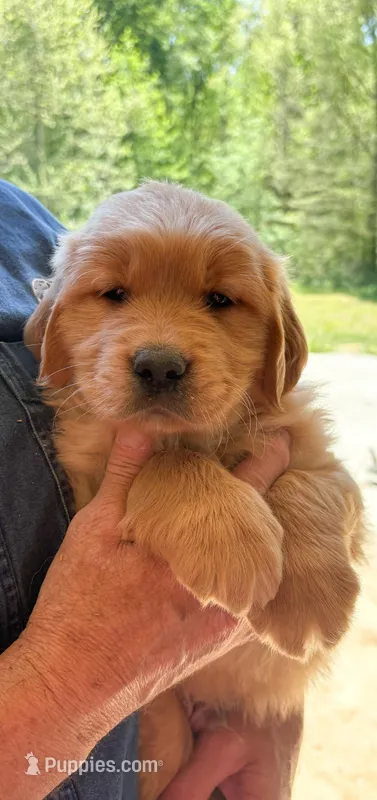 “Blue”- Sami’s boy – Golden Retriever puppy for sale in Lavonia, GA