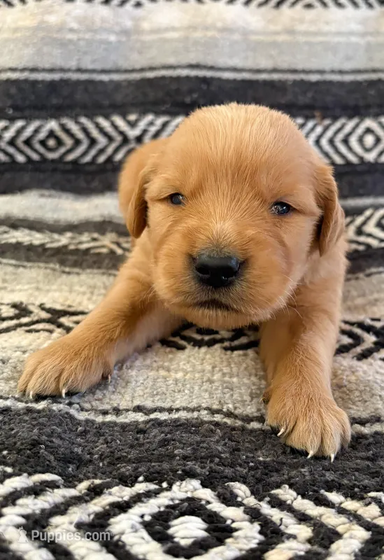 “Blue”- Sami’s boy – Golden Retriever puppy for sale in Lavonia, GA
