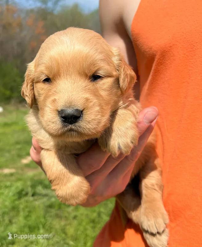 “Blue”- Sami’s boy – Golden Retriever puppy for sale in Lavonia, GA