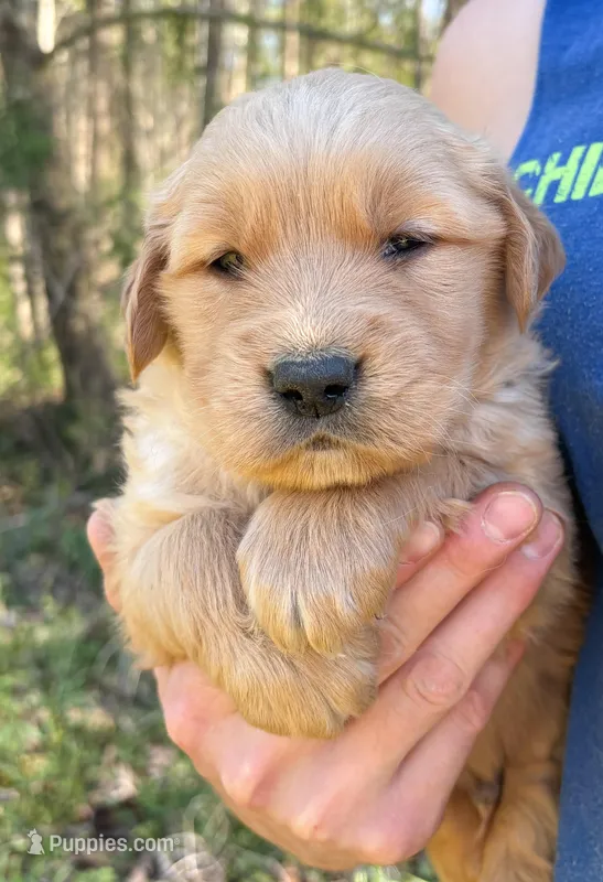“Blue”- Sami’s boy – Golden Retriever puppy for sale in Lavonia, GA