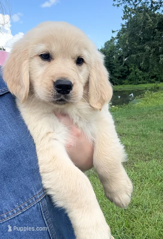 “Burgundy”- Cookie’s girl  – Golden Retriever, English Cream Golden Retriever puppy for sale in Lavonia, GA