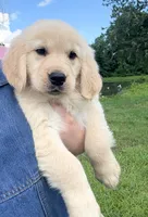 “Burgundy”- Cookie’s girl , a female Golden Retriever and English Cream Golden Retriever for sale in Lavonia, GA – 1 of 1