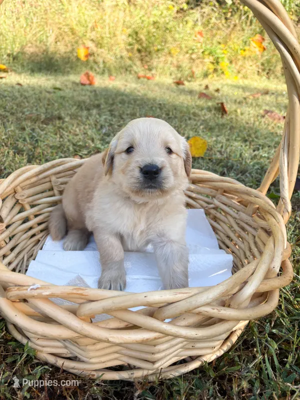 “Yellow”- Charlie’s boy – Golden Retriever puppy for sale in Lavonia, GA
