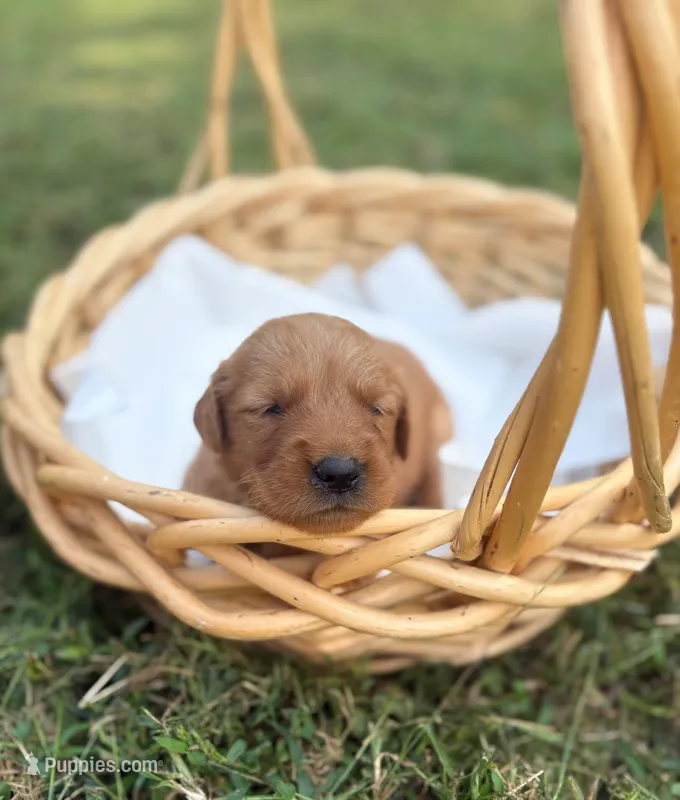 Charlie’s girl- Marigold – Golden Retriever puppy for sale in Lavonia, GA