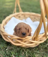 Charlie’s girl- Marigold, a female Golden Retriever for sale in Lavonia, GA – 1 of 1