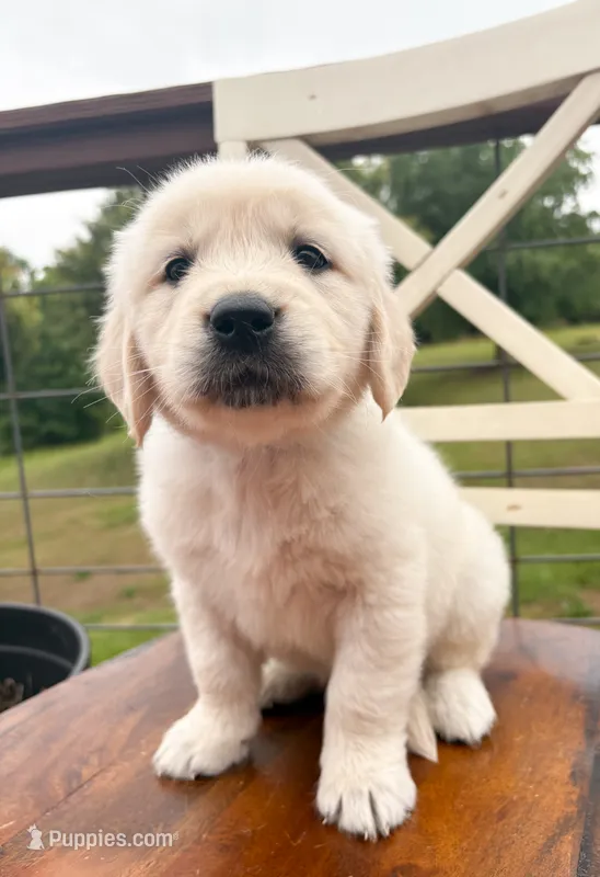 “Blue”- Cookie’s boy – Golden Retriever, English Cream Golden Retriever puppy for sale in Lavonia, GA