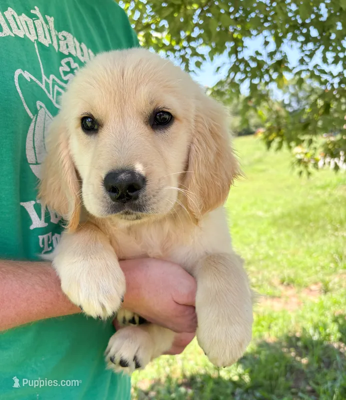 “Burgundy”- Cookie’s girl  – Golden Retriever, English Cream Golden Retriever puppy for sale in Lavonia, GA