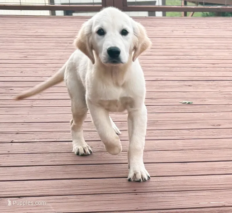 “Brown”- Cookie’s girl  – Golden Retriever, English Cream Golden Retriever puppy for sale in Lavonia, GA