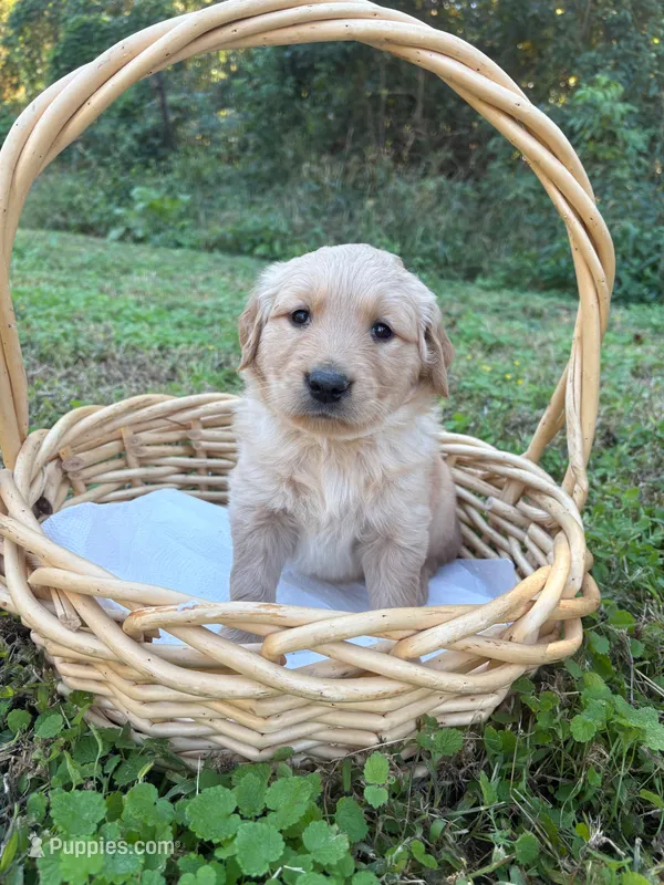 “Blue”- Charlie’s boy – Golden Retriever puppy for sale in Lavonia, GA