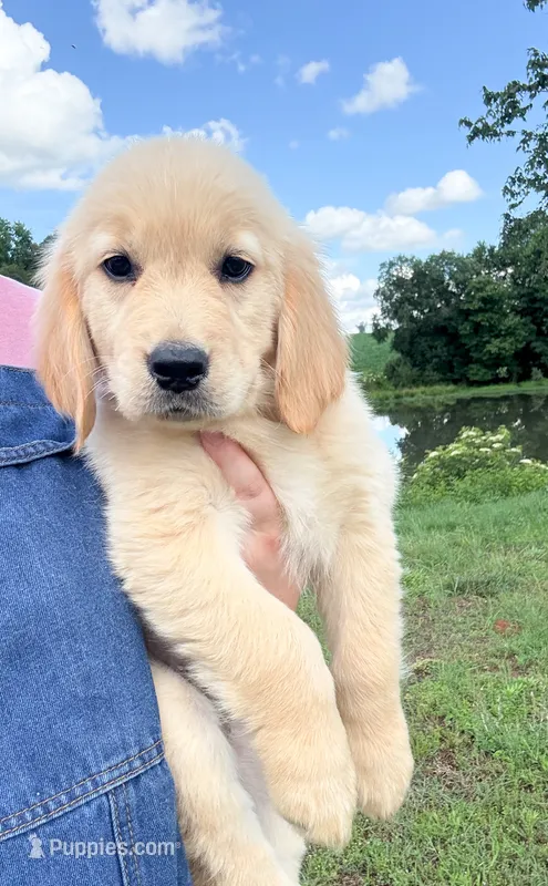 “Red”- Cookie’s boy – Golden Retriever, English Cream Golden Retriever puppy for sale in Lavonia, GA