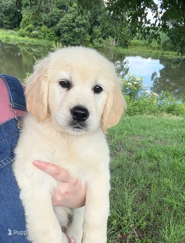 “Brown”- Cookie’s girl  – Golden Retriever, English Cream Golden Retriever puppy for sale in Lavonia, GA