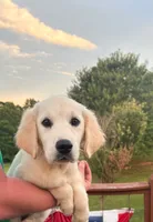 “Brown”- Cookie’s girl , a female Golden Retriever and English Cream Golden Retriever for sale in Lavonia, GA – 1 of 1