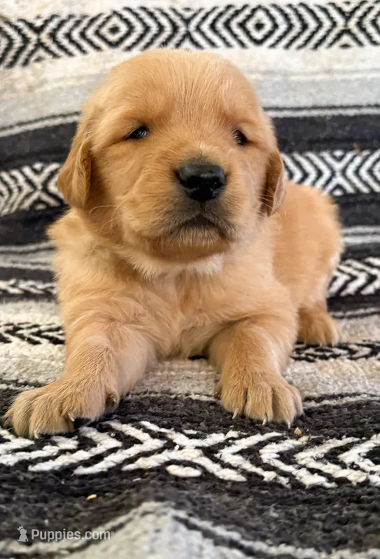 Green- Charlie’s boy – Golden Retriever puppy on hold in Lavonia, GA