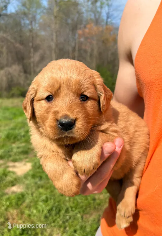 “Light Blue”- Charlie’s girl  – Golden Retriever puppy for sale in Lavonia, GA