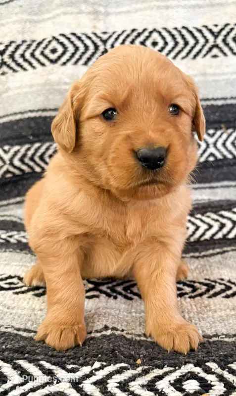 “Light Blue”- Charlie’s girl  – Golden Retriever puppy for sale in Lavonia, GA