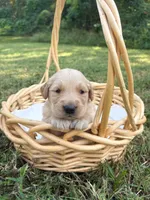 “Brown”- Charlie’s boy, a male Golden Retriever for sale in Lavonia, GA – 1 of 1