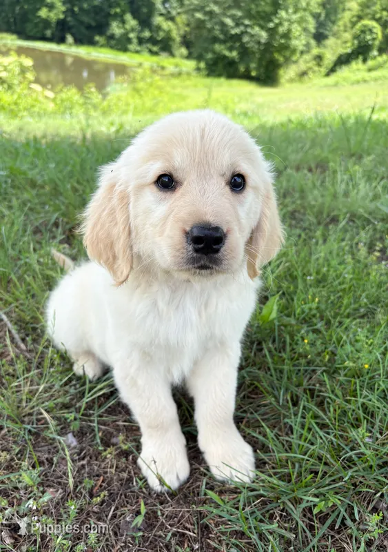 “Burgundy”- Cookie’s girl  – Golden Retriever, English Cream Golden Retriever puppy for sale in Lavonia, GA