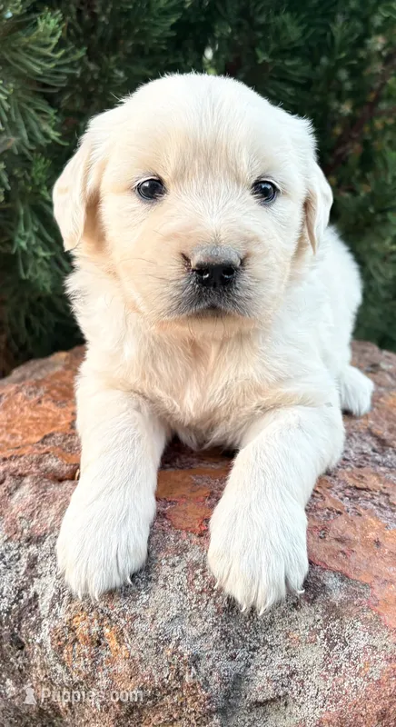 “Yellow”- Cookie’s girl – Golden Retriever, English Cream Golden Retriever puppy for sale in Lavonia, GA