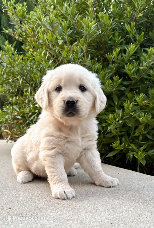 “Yellow”- Cookie’s girl – Golden Retriever, English Cream Golden Retriever puppy for sale in Lavonia, GA