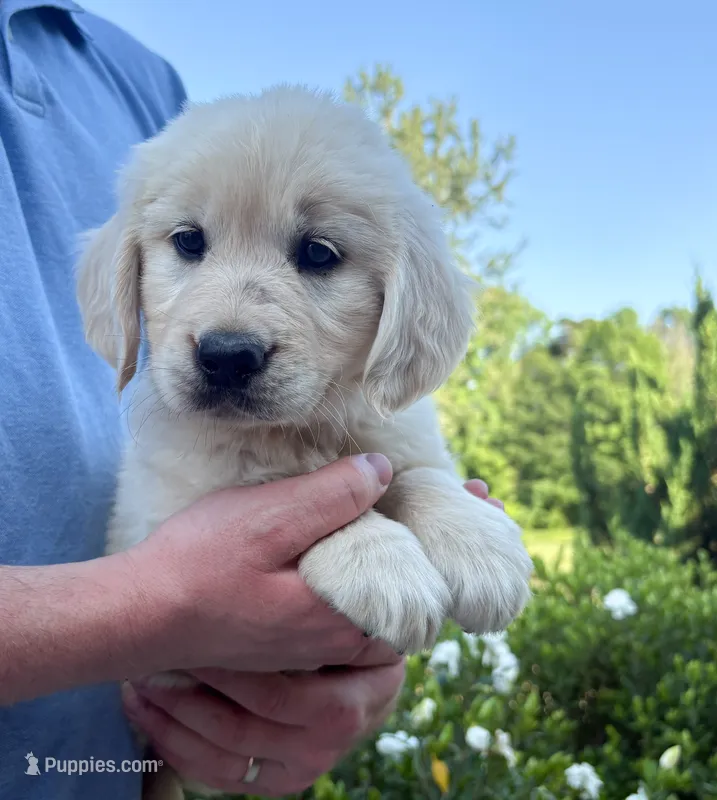 “Yellow”- Cookie’s girl – Golden Retriever, English Cream Golden Retriever puppy for sale in Lavonia, GA