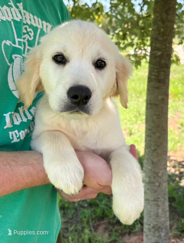 “Light Blue”- Cookie’s girl – Golden Retriever, English Cream Golden Retriever puppy for sale in Lavonia, GA