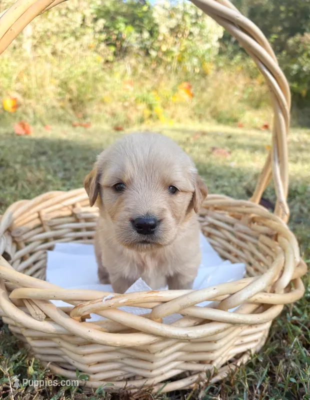 “Red”- Charlie’s boy – Golden Retriever puppy for sale in Lavonia, GA