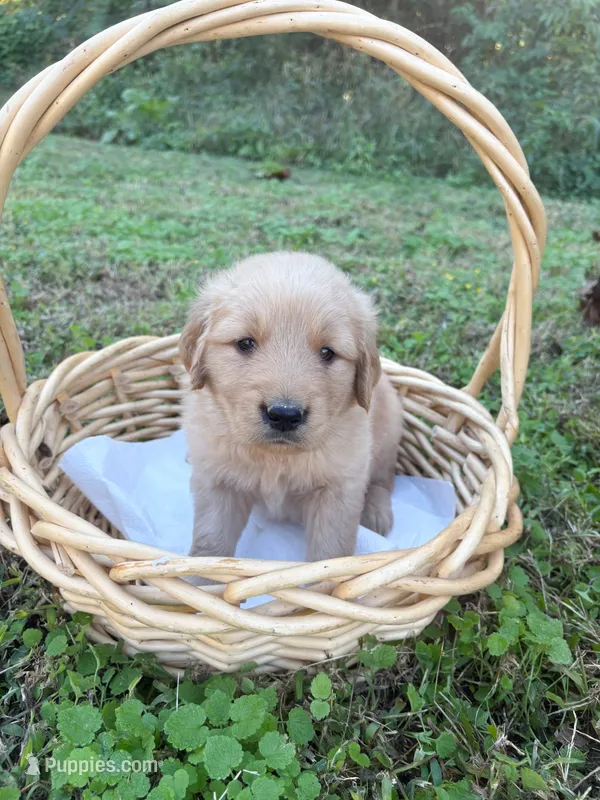 “Green”- Charlie’s boy – Golden Retriever puppy for sale in Lavonia, GA