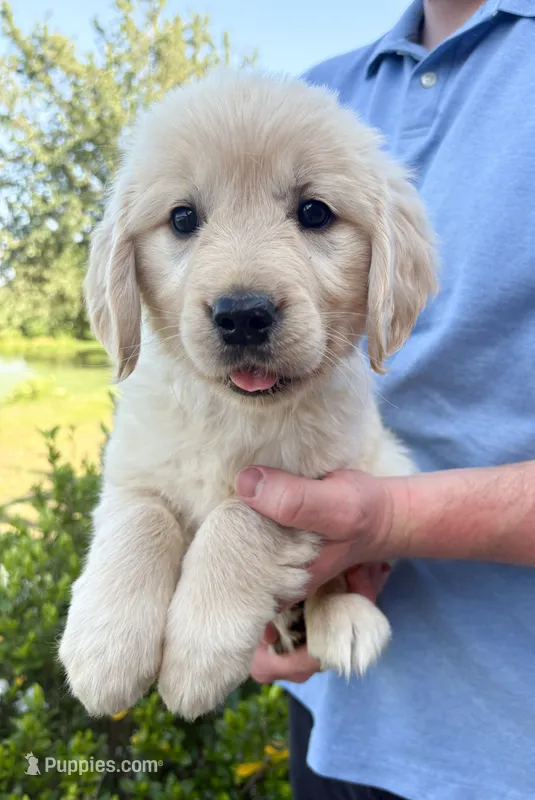 “Burgundy”- Cookie’s girl  – Golden Retriever, English Cream Golden Retriever puppy for sale in Lavonia, GA