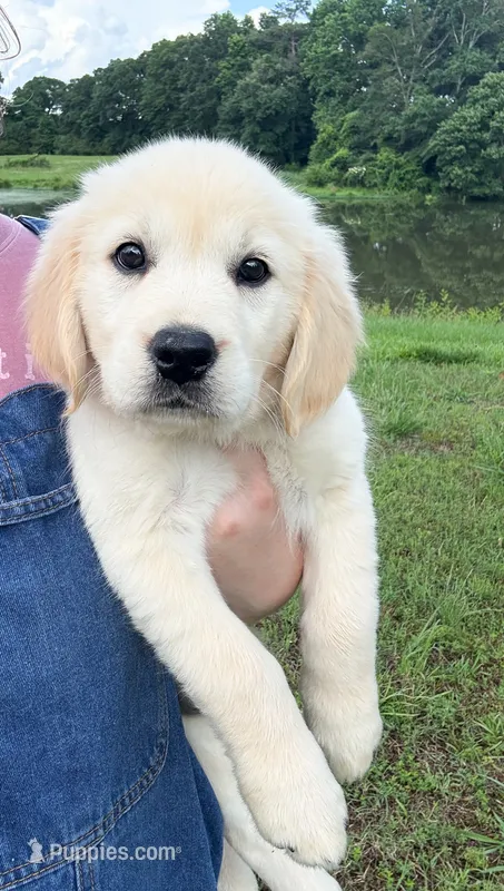 “Light Blue”- Cookie’s girl – Golden Retriever, English Cream Golden Retriever puppy for sale in Lavonia, GA