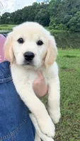 “Light Blue”- Cookie’s girl, a female Golden Retriever and English Cream Golden Retriever for sale in Lavonia, GA – 1 of 1