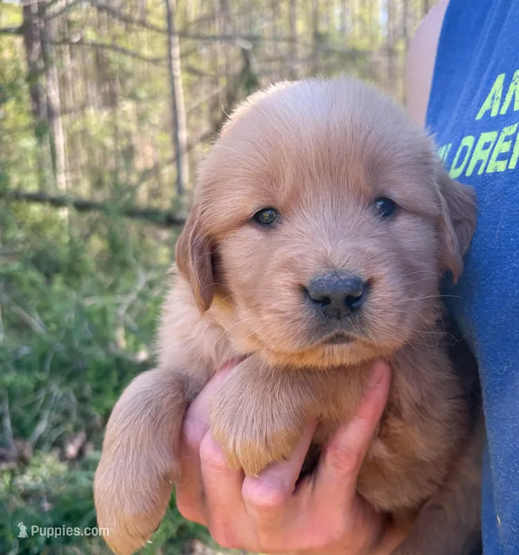 “Pink”- Sami’s girl – Golden Retriever puppy for sale in Lavonia, GA