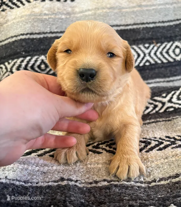 “Pink”- Sami’s girl – Golden Retriever puppy for sale in Lavonia, GA