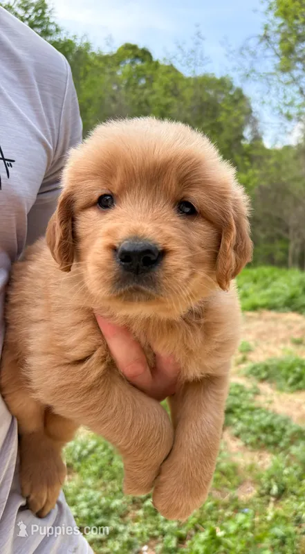 “Pink”- Sami’s girl – Golden Retriever puppy for sale in Lavonia, GA