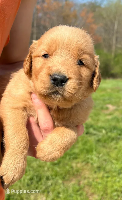 “Pink”- Sami’s girl – Golden Retriever puppy for sale in Lavonia, GA
