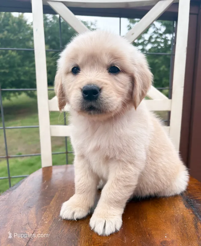 “Pink”- Cookie’s girl – Golden Retriever, English Cream Golden Retriever puppy for sale in Lavonia, GA