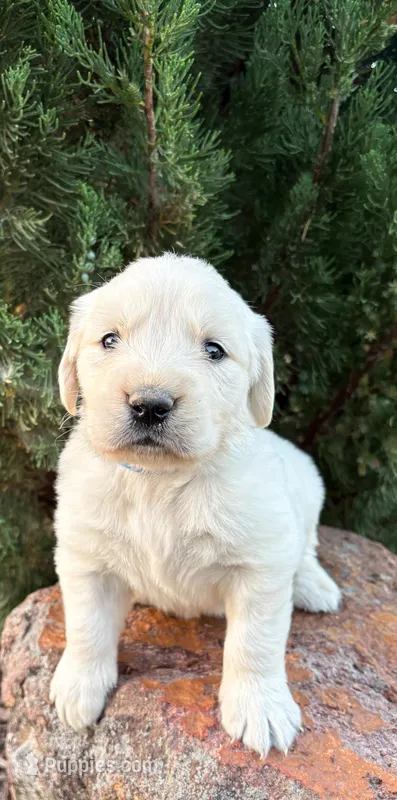 “Blue”- Cookie’s boy – Golden Retriever, English Cream Golden Retriever puppy for sale in Lavonia, GA