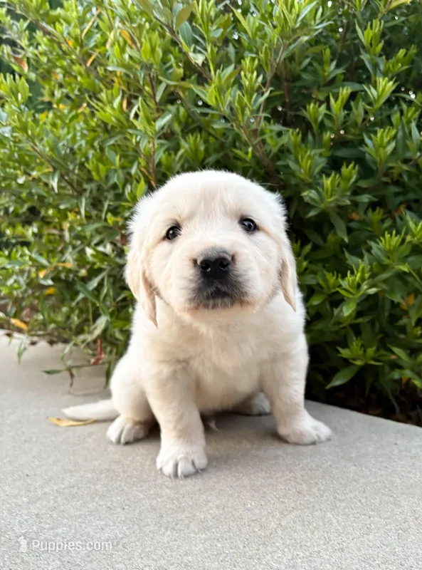“Blue”- Cookie’s boy – Golden Retriever, English Cream Golden Retriever puppy for sale in Lavonia, GA