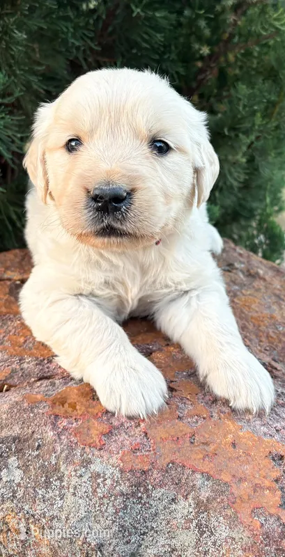 “Burgundy”- Cookie’s girl  – Golden Retriever, English Cream Golden Retriever puppy for sale in Lavonia, GA