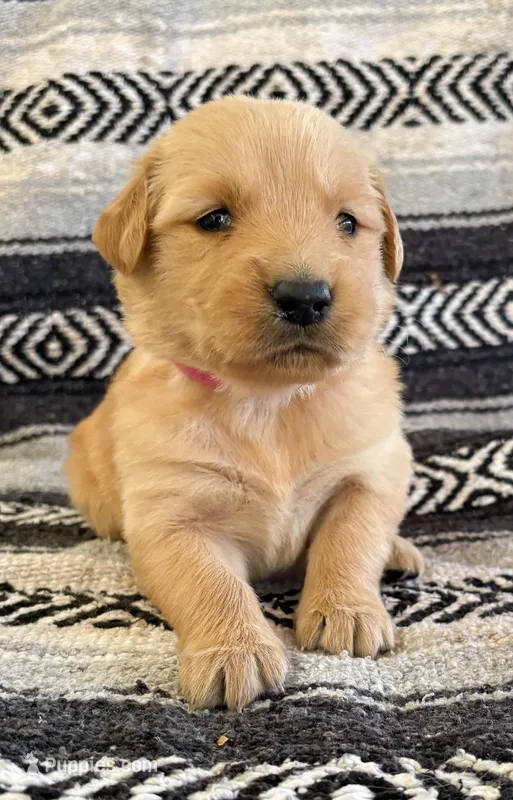 “Pink”- Charlie’s girl  – Golden Retriever puppy for sale in Lavonia, GA