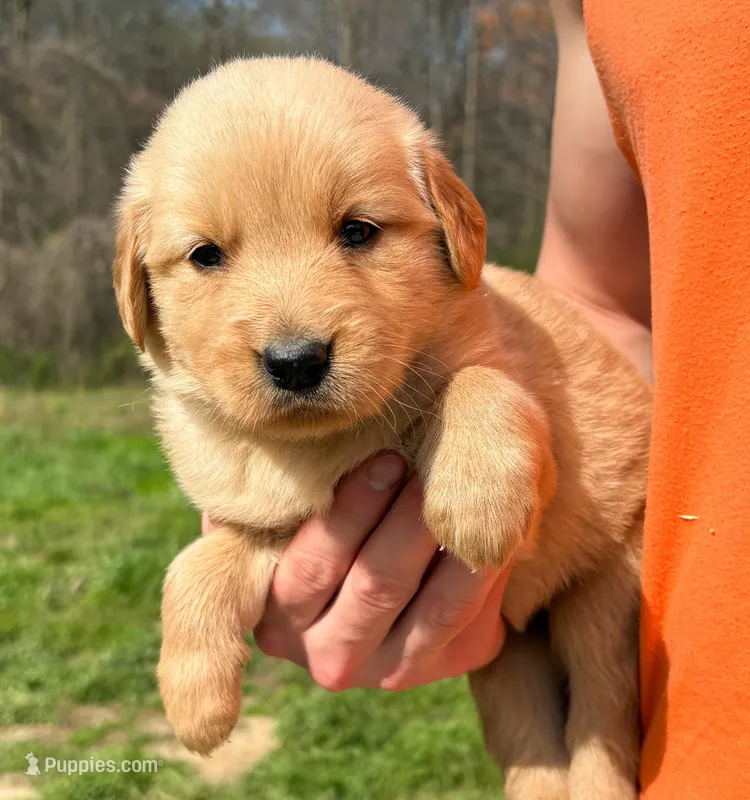 “Pink”- Charlie’s girl  – Golden Retriever puppy for sale in Lavonia, GA