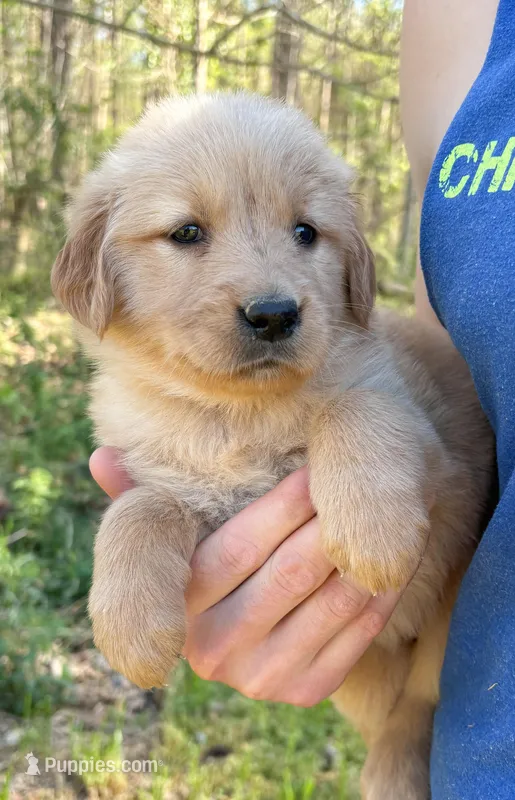 “Pink”- Charlie’s girl  – Golden Retriever puppy for sale in Lavonia, GA