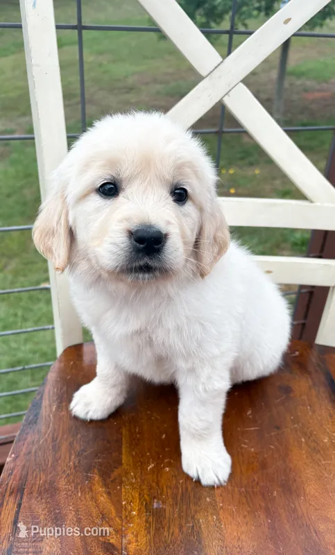 “Brown”- Cookie’s girl  – Golden Retriever, English Cream Golden Retriever puppy for sale in Lavonia, GA