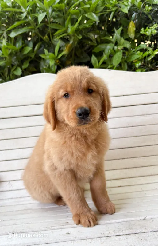 “Yellow”- Charlie’s boy – Golden Retriever puppy for sale in Lavonia, GA