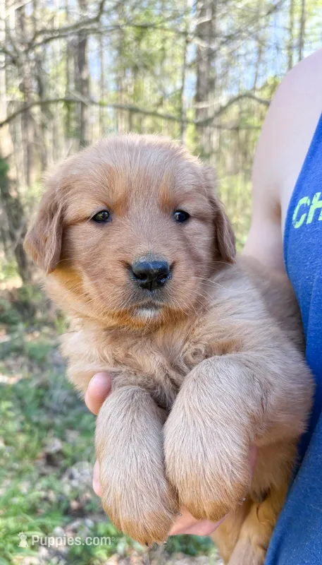 “Yellow”- Charlie’s boy – Golden Retriever puppy for sale in Lavonia, GA