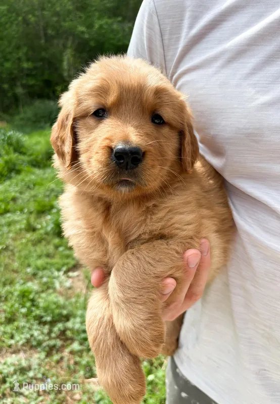 “Yellow”- Charlie’s boy – Golden Retriever puppy for sale in Lavonia, GA