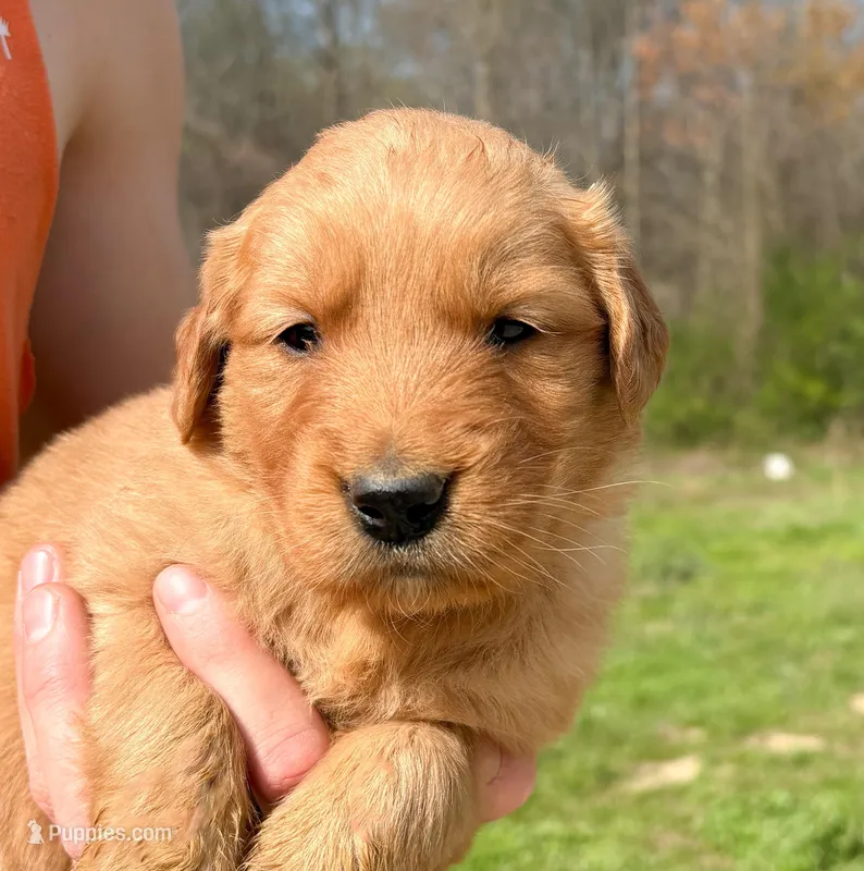 “Yellow”- Charlie’s boy – Golden Retriever puppy for sale in Lavonia, GA