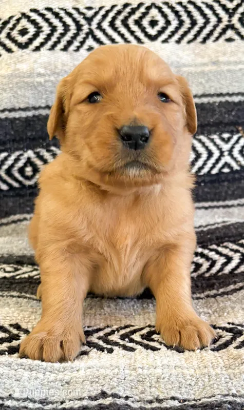 “Yellow”- Charlie’s boy – Golden Retriever puppy for sale in Lavonia, GA